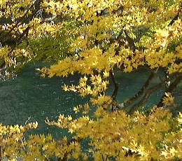 中禅寺湖の黄葉